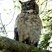 Great Horned Owl
